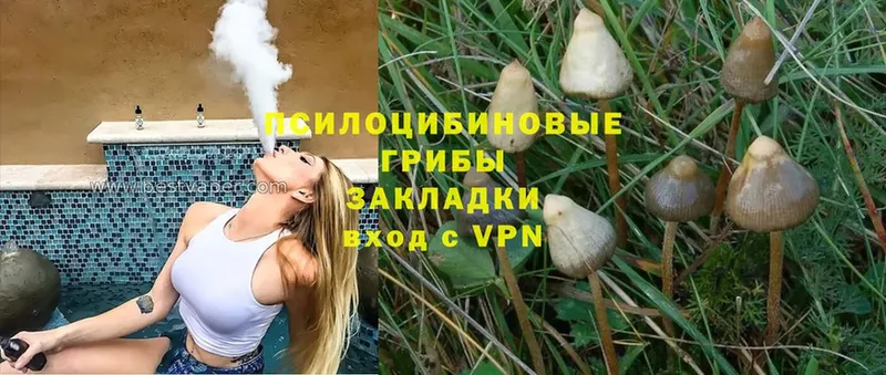 Галлюциногенные грибы Cubensis  Кулебаки 